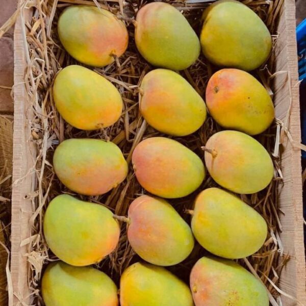 Alphonso Mangoes (5 Kg Box)