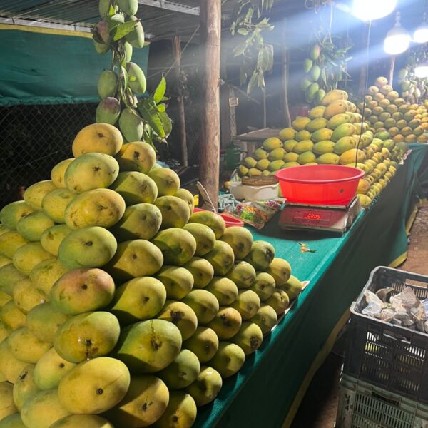 Banganapalli Mangoes (5 Kg Box)