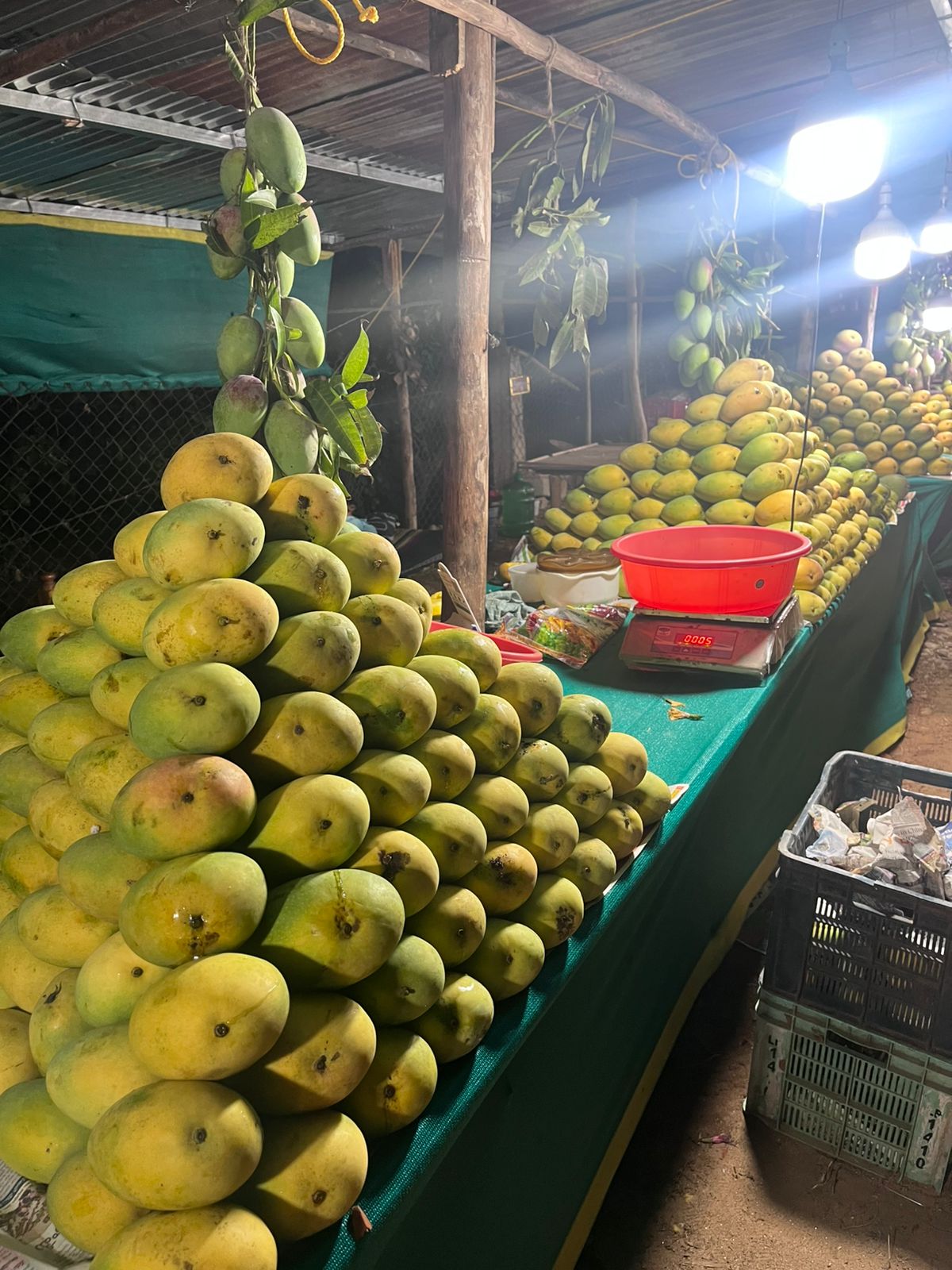 Banganapalli Banganapalli Mangoes (5 Kg Box) - Image 1