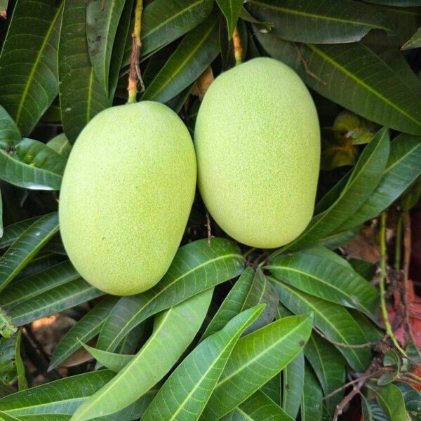 Cheruku Rasalu Mangoes (5 Kg Box)