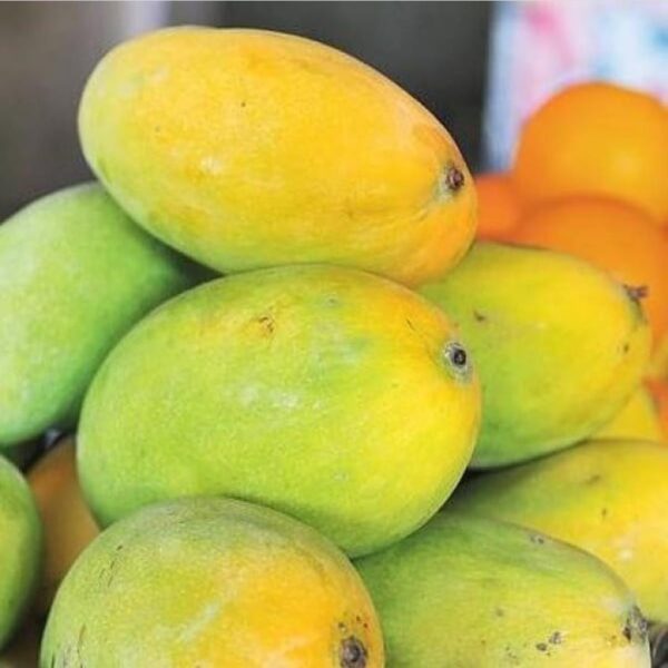 Chinna Rasalu Mangoes (5 Kg Box)