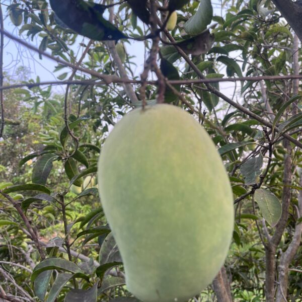 Pedda Rasalu Mangoes (5 Kg Box)