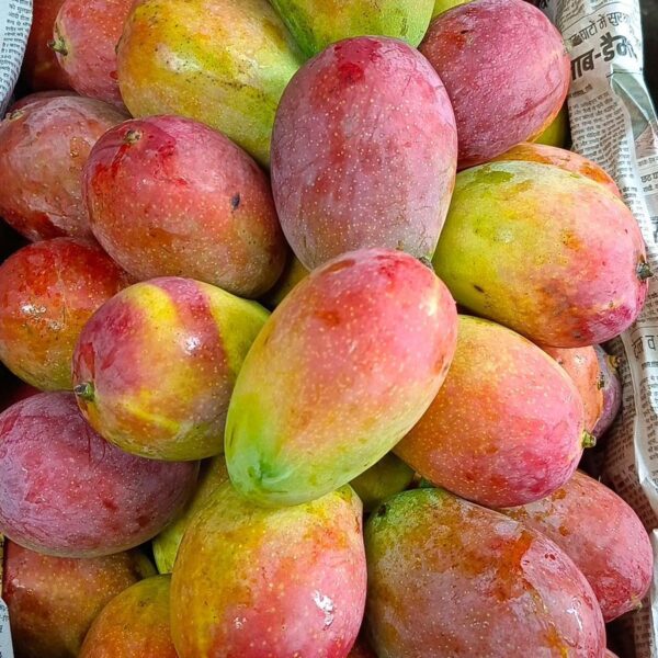 Suvarnarekha Mangoes (5 Kg Box)