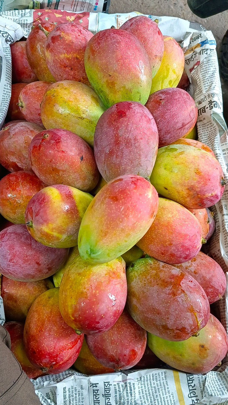 Suvarnarekha Suvarnarekha Mangoes (5 Kg Box) - Image 1